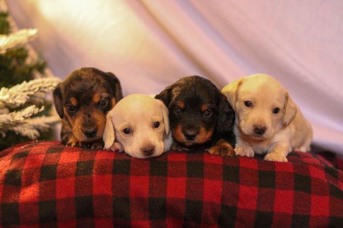 Miniature Dachshund Puppies