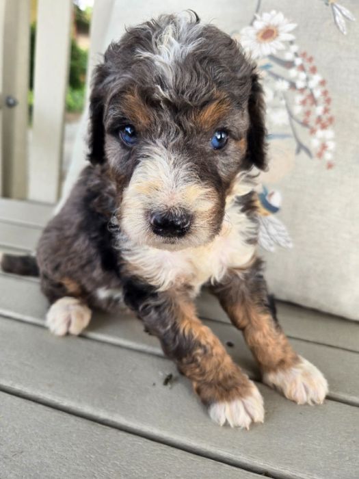 Mini Bernedoodles 