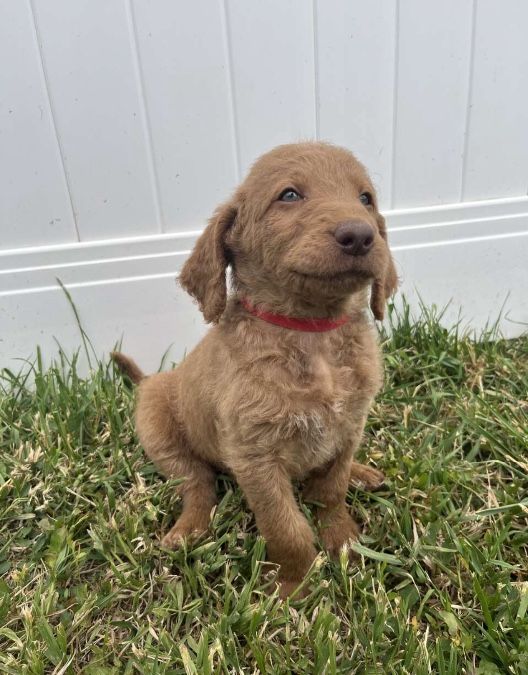 Beautiful hunting PUPPY for sale!