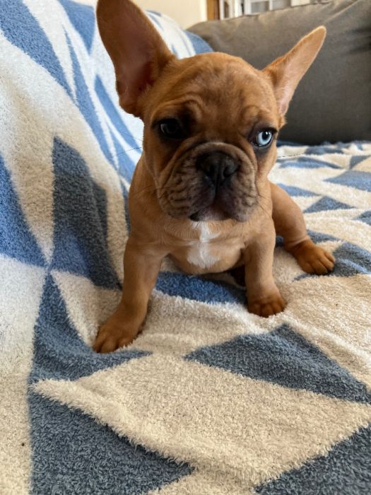 French Bulldog Puppies