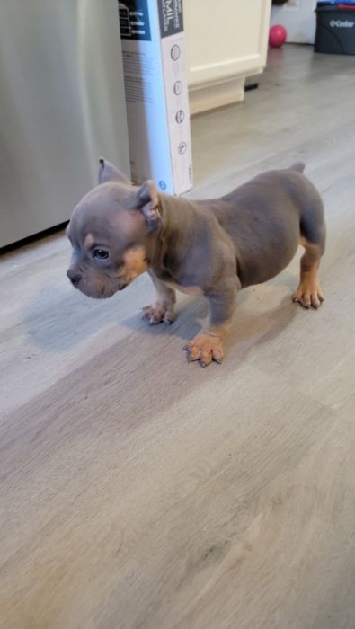 Abkc registered American Bully