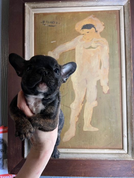 French Bulldog blue bloodlines AKC