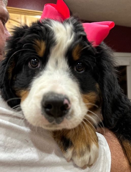 Bernese Mountain Dog puppies 