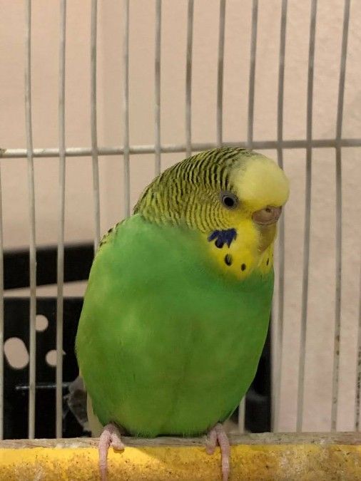 Parakeet with Cage
