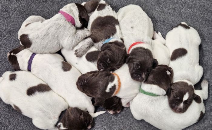 AKC German Shorthaired Pointer Lots of EXTRAS