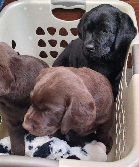 All three at the vet appointment. Such loves!