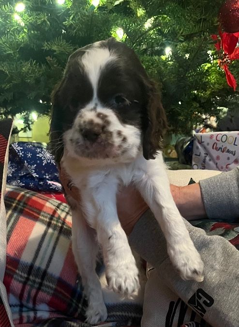 Cockapoo puppies 