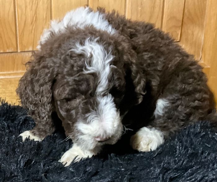 Golden doodle puppies