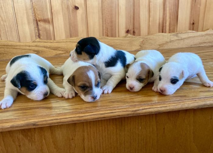 Jack Russell Puppies! Very Sweet and Spunky!