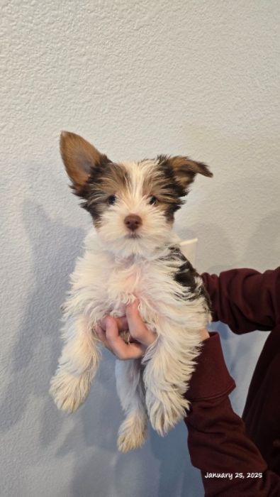 Yorkie Pups 