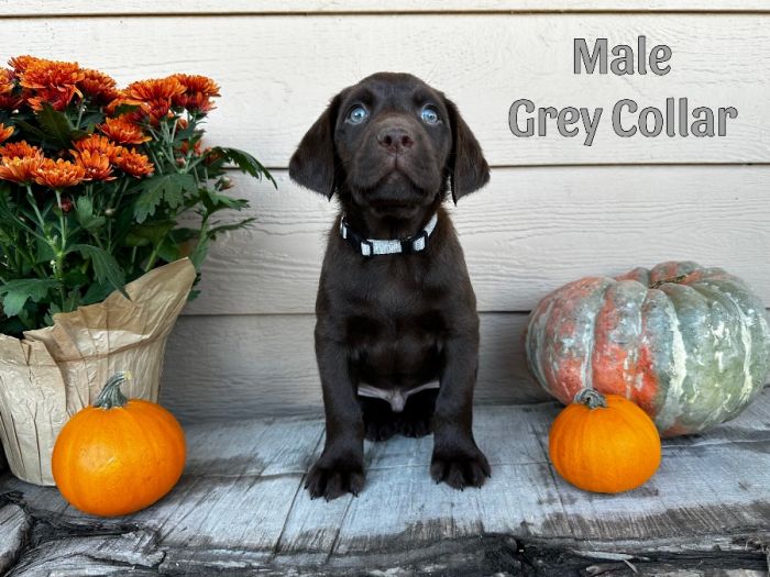 Grey Collar Male