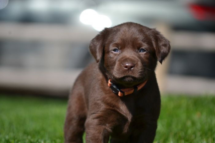 AKC Chocolate Labrador Puppies 