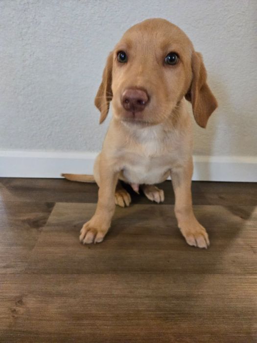 AKC Labrador Puppies