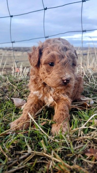 Mini Golden doodles 