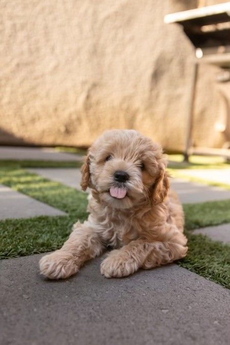 Mini Cockapoo Puppies for sale!