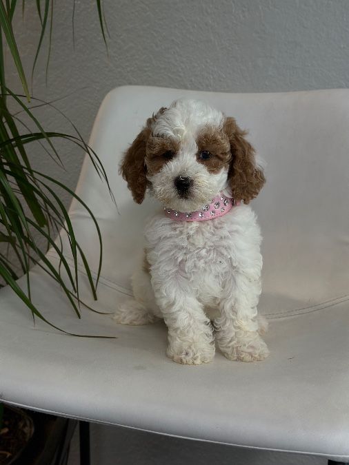 Akc Moyen size poodle females 