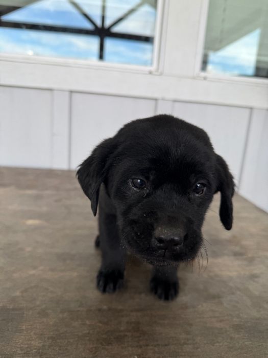 AKC black Labrador puppies