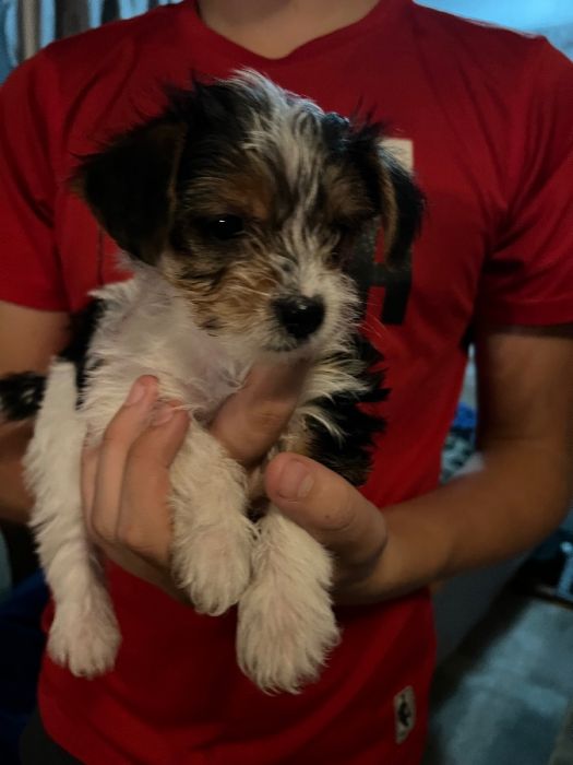 Yorkie Parti Females