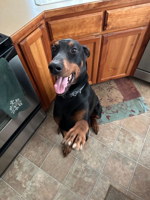 3 Year Old Doberman Pinscher