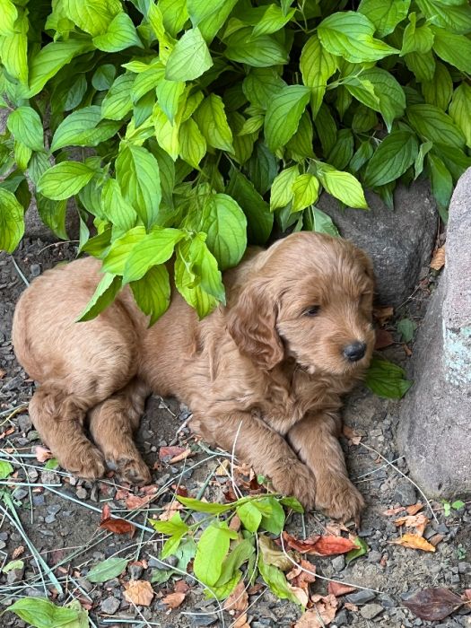 Goldendoodle Puppies Ready For Their Furever Home