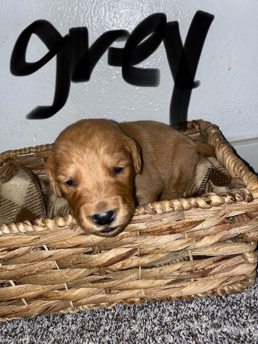 PURE BRED GOLDEN RETRIEVER PUPPIES