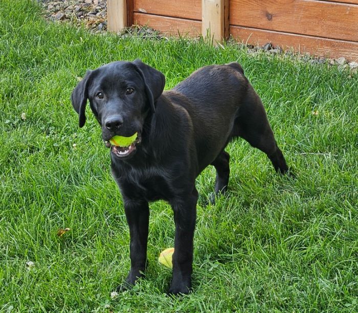 Labrador Puppy, Male, AKC reg