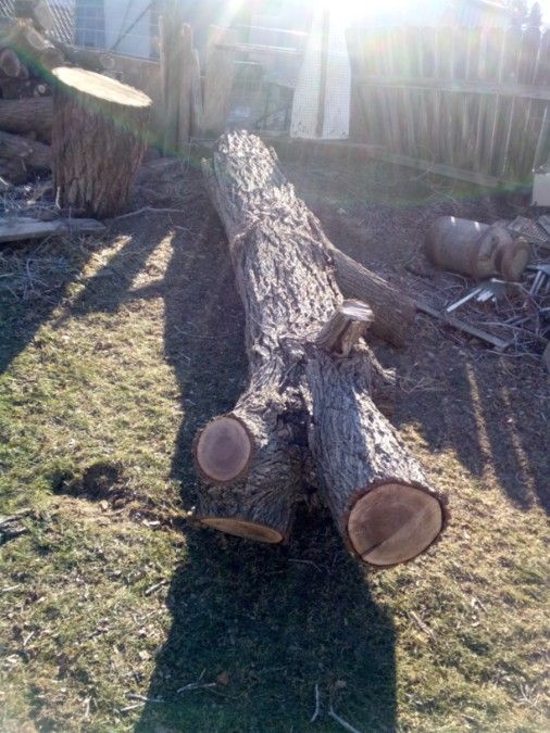 walnut and maple logs