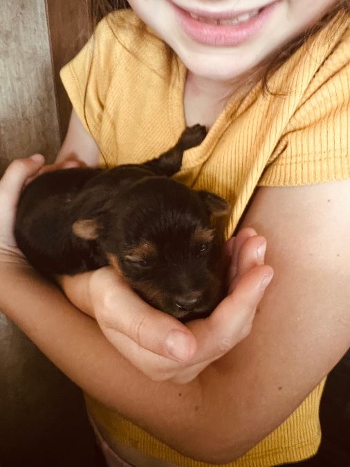 Precious yorkie puppies 