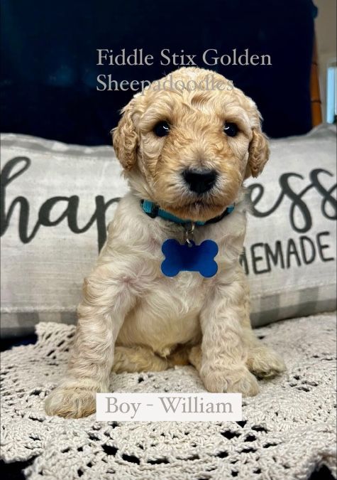 Golden Sheepadoodle (Double Doodles) Puppies 