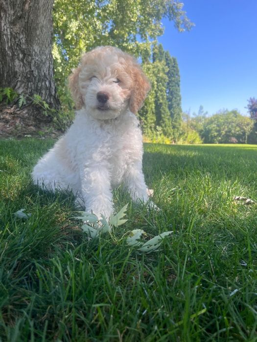 10 week old Female Mini Goldendoodle 