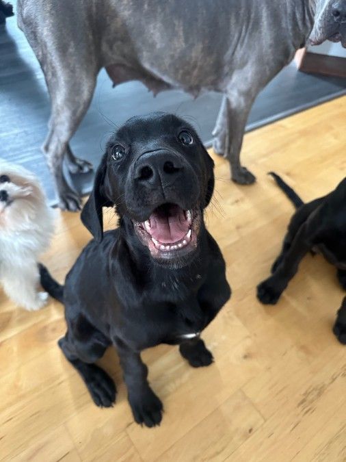 Cane Corso Labradoodle Pups