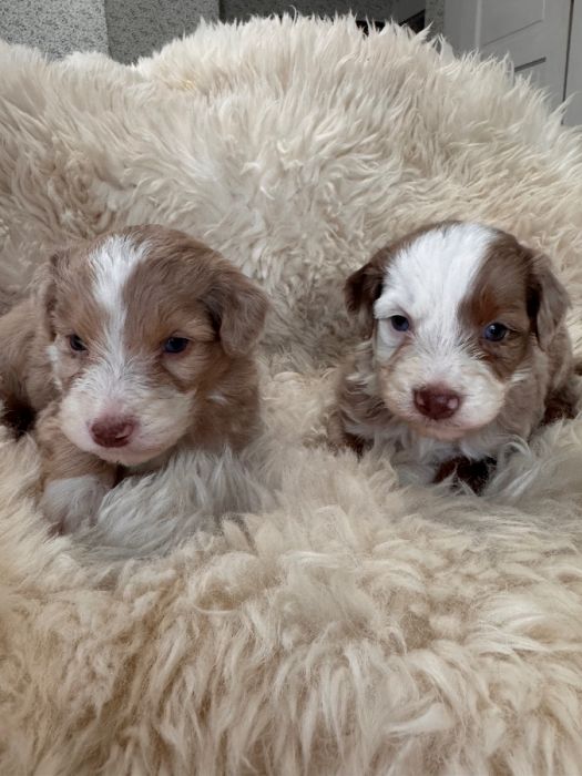 Red Merle females