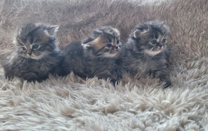 Pure breed Persian kittens. 