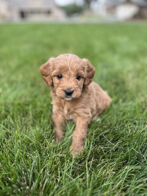 Green Collar Boy