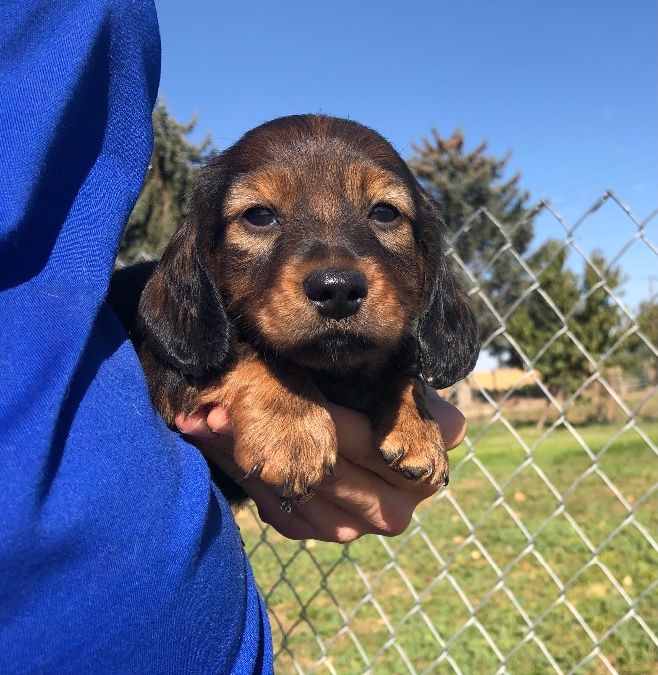 Mini Dachshund Puppies! :) 