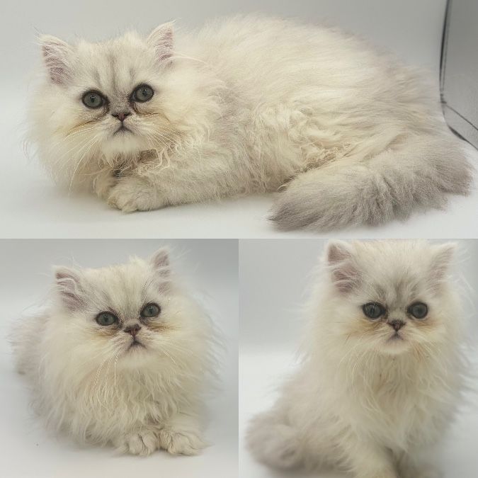 CFA registered Persian Kittens