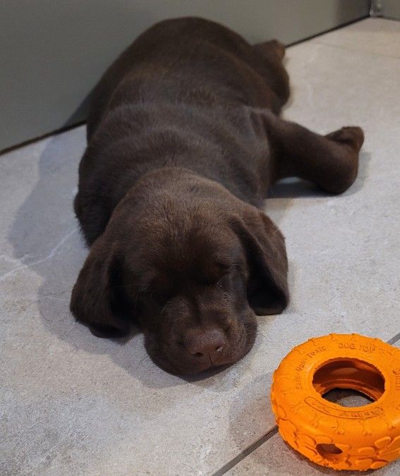 Female English Labrador Puppies