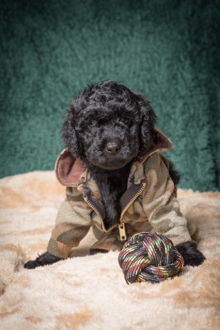 Small F2BB Goldendoodle Miniature Puppies