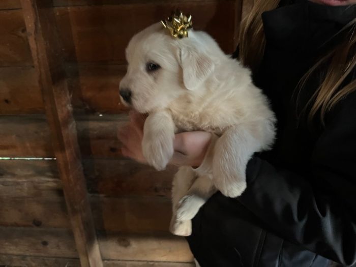 Great Pyrenees Puppies