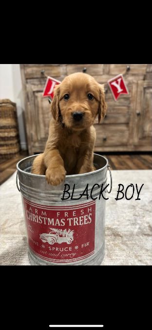 Golden Retreiver puppies