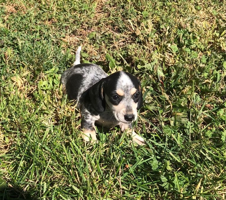 Piebald Female Smooth coat 