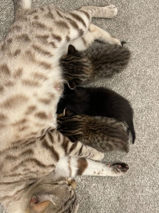 Bengal Mix Kittens! 