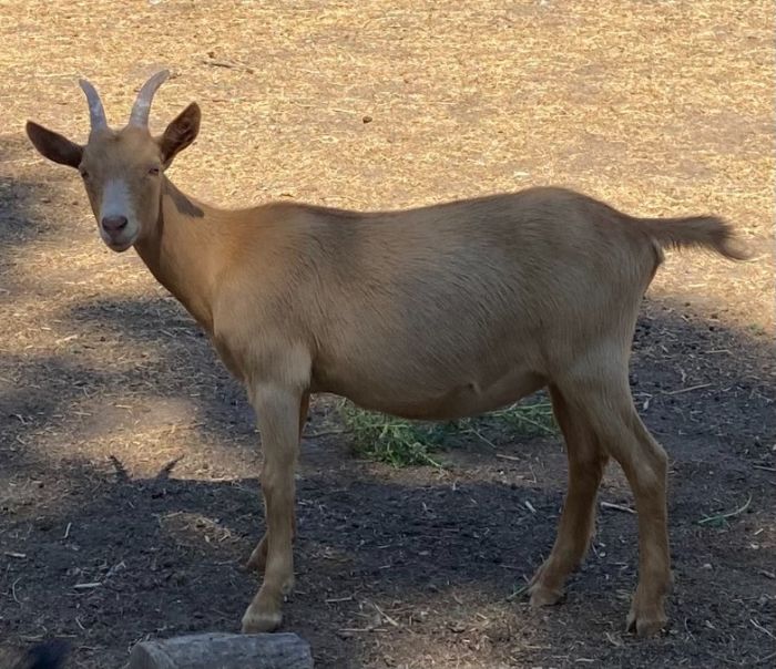 Dairy Goats: Doelings, Bucklings, &amp; Wethers