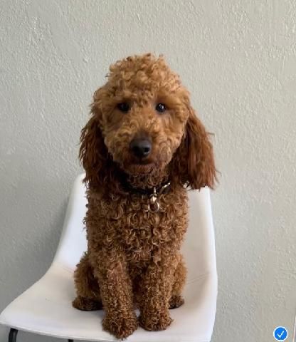 Mini Goldendoodle Puppies