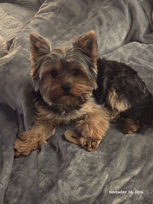 Yorkie Puppies Born 11/21/2024