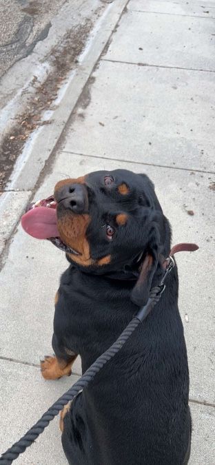 Loving Rottiecorso