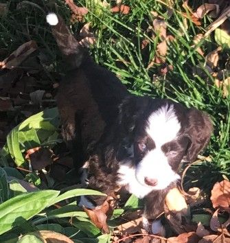 Aussiedoodle Puppies, Standard and Mini