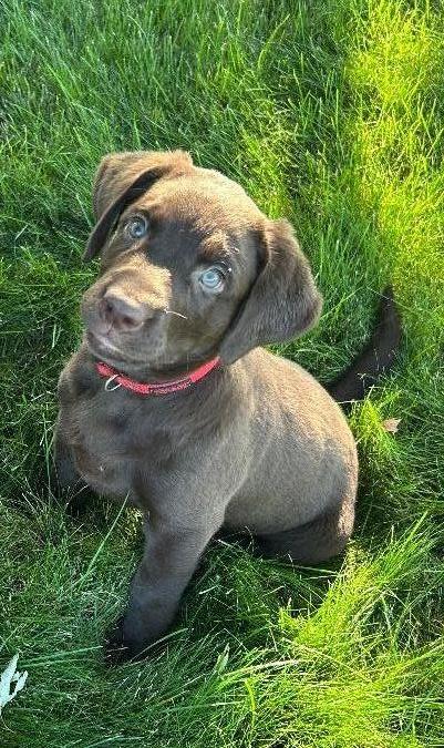 AKC female Chocolate Lab puppy