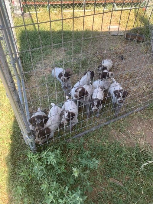 WIREHAIR Pointing Griffons puppies 