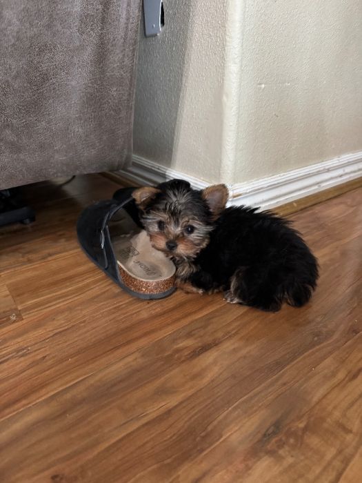 Female yorkie